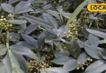 प्रकृति का खास तोहफा है ये पौधा, सिर से लेकर पांव तक के रोगों के लिए है रामबाण