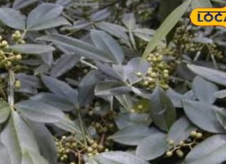 प्रकृति का खास तोहफा है ये पौधा, सिर से लेकर पांव तक के रोगों के लिए है रामबाण