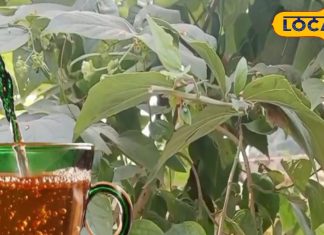इस पेड़ की पत्तियों में जादू, चाय से दूर हो जाएंगी ये घातक बीमारियां, इसमें भी रामबाण