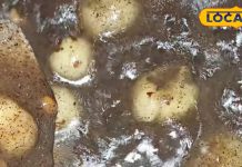 मीठा खाने का मन करें तो बनाएं ये जादुई हलवा, बच्चे हों या बड़े सभी के लिए फायदेमंद! ये रही आसान रेसिपी