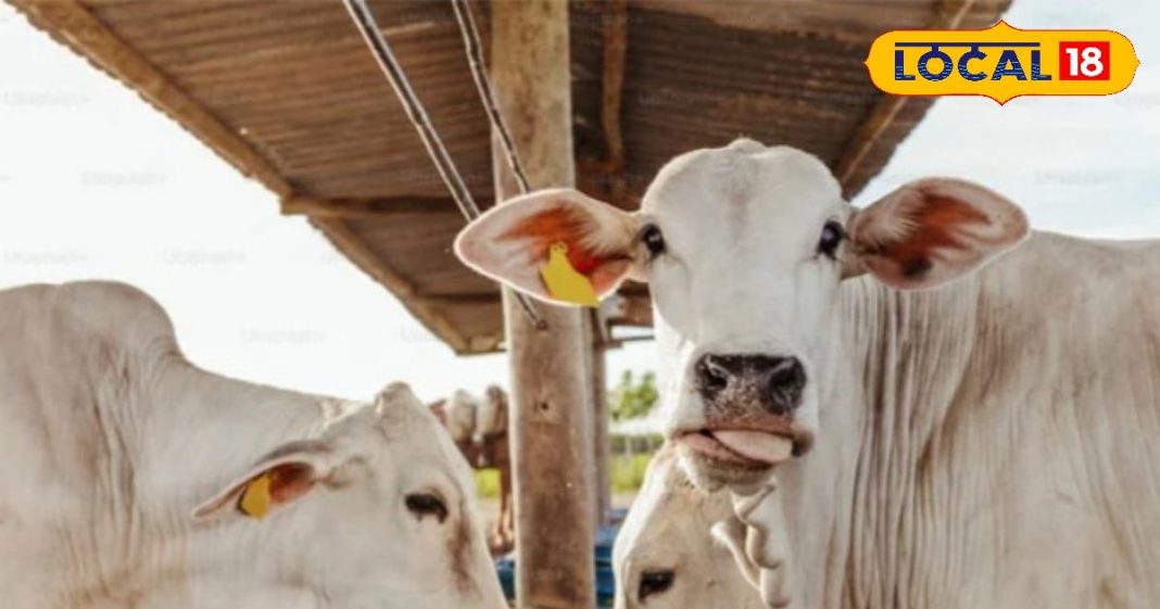 बहुत ज्यादा गर्मी है…! गर्मियों के मौसम में गाय और भैंस का ऐसे करें देखभाल, रातों-रात बढ़ेगा दूध उत्पादन