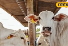 बहुत ज्यादा गर्मी है…! गर्मियों के मौसम में गाय और भैंस का ऐसे करें देखभाल, रातों-रात बढ़ेगा दूध उत्पादन