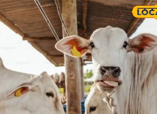 बहुत ज्यादा गर्मी है…! गर्मियों के मौसम में गाय और भैंस का ऐसे करें देखभाल, रातों-रात बढ़ेगा दूध उत्पादन