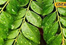 कुबेर का खजाना है ये हरा पत्ता, सफेद होते और झड़ते बाल के लिए है रामबाण, सुबह खाने से चौका देंगे फायदे