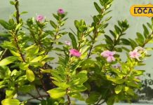 कैंसर जैसी बड़े बीमारियों का दुश्मन है ये पौधे, डायबिटीज को खत्म करने में कारगर, डॉक्टर से जानें कैसे करें इस्तेमाल