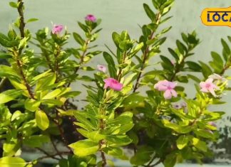 कैंसर जैसी बड़े बीमारियों का दुश्मन है ये पौधे, डायबिटीज को खत्म करने में कारगर, डॉक्टर से जानें कैसे करें इस्तेमाल