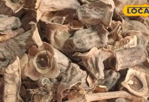 चमत्कारिक है ये आयुर्वेदिक औषधि, शरीर में भर देती है ताकत, शुगर और हार्ट डिजीज में भी रामबाण!