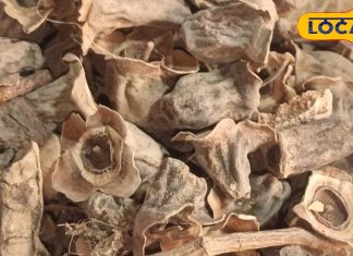 चमत्कारिक है ये आयुर्वेदिक औषधि, शरीर में भर देती है ताकत, शुगर और हार्ट डिजीज में भी रामबाण!