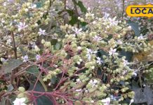 अपने पास रख लें इस पौधे की जड़, सांप और बिच्छू के जहर को करता है कम, इन बीमारियों में भी है फायदेमंद