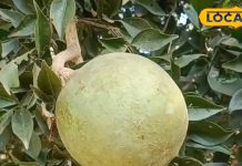 फल एक फायदे अनेक, सेहत के लिए अमृत है, इन बीमारियों में दिलाए राहत