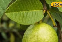 बिना दवा डायबिटीज को पूरा तरह कंट्रोल कर सकता है इस फल के पत्ते