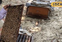 कब और कैसे करना चाहिए शहद का इस्तेमाल, आयुर्वेदाचार्य से जानें उपयोग का सही तरीका