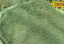 साल में एक बार खाया जाता है ये राजस्थानी देसी फूल, इतने हैं इसके फायदे, गणगौर से है इसका संबंध