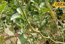 शीलाजीत का भी बाप है यह पौधा! शरीर के नस-नस में भर देता है फौलादी ताकत