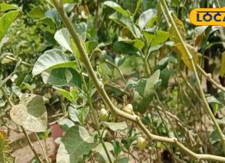 शीलाजीत का भी बाप है यह पौधा! शरीर के नस-नस में भर देता है फौलादी ताकत