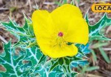 कमाल का है यह पौधा, 60 साल के बूढ़े में भी भर देता है जवानों जैसा जोश