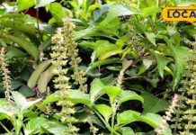 महिलाओं के लिए बेहद फायदेमंद है ये पौधा, पीरियड्स में भी लाभकारी; एक्सपर्ट से जानें कैसे करें सेवन