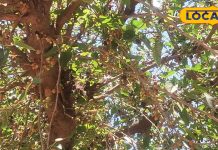 कई बीमारियों में रामबाण है सिर्फ गर्मियों में मिलने वाले ये खट्टा-मीठा फल