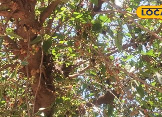 कई बीमारियों में रामबाण है सिर्फ गर्मियों में मिलने वाले ये खट्टा-मीठा फल