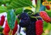 Mulberry Benefits: शहतूत ही नहीं इसके पत्ते और छाल भी चमत्कारी, कई मर्ज का अचूक इलाज