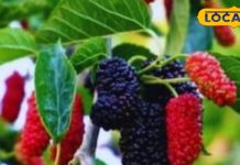 Mulberry Benefits: शहतूत ही नहीं इसके पत्ते और छाल भी चमत्कारी, कई मर्ज का अचूक इलाज