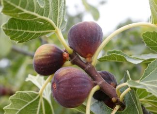 शुद्ध ताकत का सरताज है यह पहाड़ी फल, खाते ही दर्द गायब,आंतों की गंदगी साफ, पीएम मोदी भी कर चुके हैं तारीफ