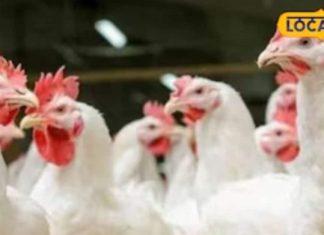 सोलापुर में फैला बर्ड फ्लू, क्या अब मीट-मछली खाना छोड़ दें? जानिए डॉक्टर की राय