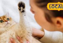 रेबीज सिर्फ कुत्तों से फैलता है? आपको भी ये गलतफहमी तो जानिए, बिल्ली भी बन सकती खतरनाक बीमारी का कारण