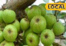 मेडिकल स्टोर से कम नहीं ये ड्राई फ्रूट! खून साफ, शुगर कंट्रोल और पेट दुरुस्त