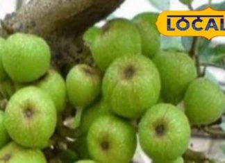 मेडिकल स्टोर से कम नहीं ये ड्राई फ्रूट! खून साफ, शुगर कंट्रोल और पेट दुरुस्त