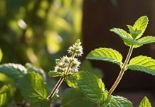 गर्मियों में ये 10 हरी पत्तियां बनाएंगी डाइजेशन फिट, लू से भी करेंगी बचाव, जानें इसके अनगिनत फायदे