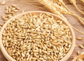 सर्वगुण संपन्न है गेहूं जैसा दिखने वाला यह अनाज ! इसका स्वाद बेहद अनोखा और तासीर ठंडी, औषधीय गुणों का भंडार