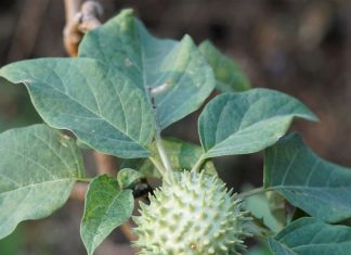 कड़वा तो बहुत है, मगर शरीर के लिए वरदान है काला धतूरा ! अस्थमा-पथरी समेत सैकड़ों बीमारियों में रामबाण