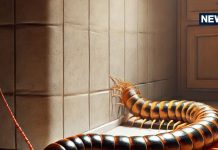 Kankhajura Dikhna: घर में कनखजूरा दिखना शुभ या अशुभ? जानिए क्या हैं इसके मायने और किस बात का संकेत