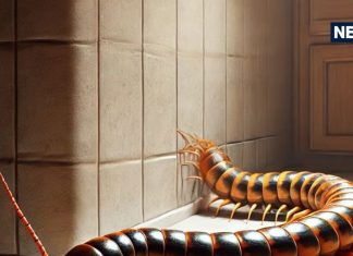 Kankhajura Dikhna: घर में कनखजूरा दिखना शुभ या अशुभ? जानिए क्या हैं इसके मायने और किस बात का संकेत