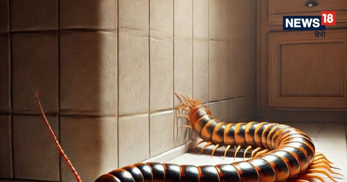 Kankhajura Dikhna: घर में कनखजूरा दिखना शुभ या अशुभ? जानिए