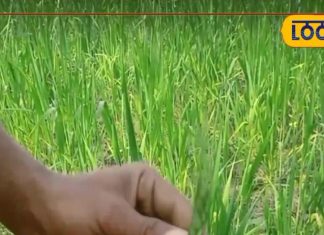 इस गेहूं का दलिया ताकत का भंडार, कमजोर शरीर वाले खाएं, कुछ दिन में बन जाएंगे पहलवान! मिल चुका GI Tag