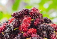 गर्मियों में शहतूत खाने के 6 बड़े फायदे