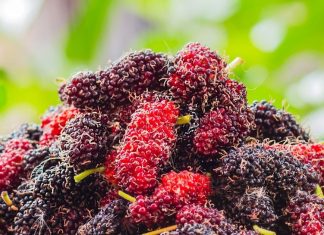 गर्मियों में शहतूत खाने के 6 बड़े फायदे