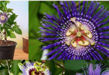 महाभारत में मिलता है इस सुंदर फूल का उल्लेख, कृष्ण भगवान को है प्रिय, सेहत के लिए वरदान, तनाव अनिद्रा करे जड़ से खत्म