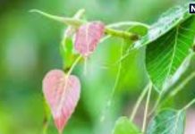 Peepal ke Upay: पीपल का एक पत्ता ले आएगा आपके अच्छे दिन, पैसों की नहीं रहेगी कमी, नौकरी-व्यापार में भी मिलेगी तरक्की!