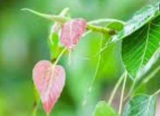Peepal ke Upay: पीपल का एक पत्ता ले आएगा आपके अच्छे दिन, पैसों की नहीं रहेगी कमी, नौकरी-व्यापार में भी मिलेगी तरक्की!