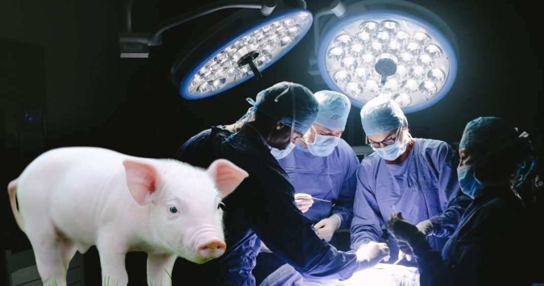 मेडिकल इतिहास का करिश्मा, पहली बार सूअर का लिवर इंसान में प्रत्यारोपित, 9 घंटे तक चली सर्जरी, भविष्य में जीवन की गारंटी
