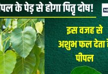 Pitra Dosh: पीपल के पेड़ के साथ न करें ये गलती, वरना लग जाएगा पितृ दोष, धन हानि, संतान दोष, विवाह संकट करेगा परेशान!