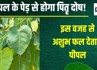 Pitra Dosh: पीपल के पेड़ के साथ न करें ये गलती, वरना लग जाएगा पितृ दोष, धन हानि, संतान दोष, विवाह संकट करेगा परेशान!