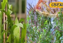 ऑफिस की डेस्क या दुकान में गल्ले के पास भूलकर भी न रखें ये 4 पौधे, मुंह मोड़ लेगी तरक्की!