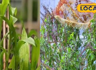 ऑफिस की डेस्क या दुकान में गल्ले के पास भूलकर भी न रखें ये 4 पौधे, मुंह मोड़ लेगी तरक्की!