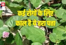 कई रोगों के लिए काल है ये हरा पत्ता, किडनी और दिल के लिए रामबाण औषधि