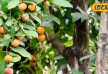 जो जानता है, जरूर खाता है ये ताकतवर फल, दुबला शरीर तेजी से होगा मोटा