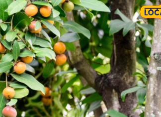 जो जानता है, जरूर खाता है ये ताकतवर फल, दुबला शरीर तेजी से होगा मोटा